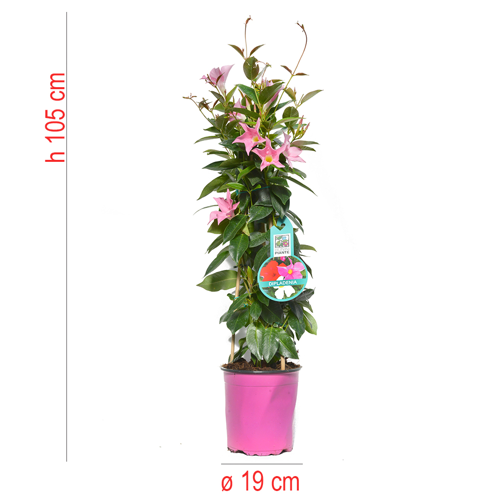 product01