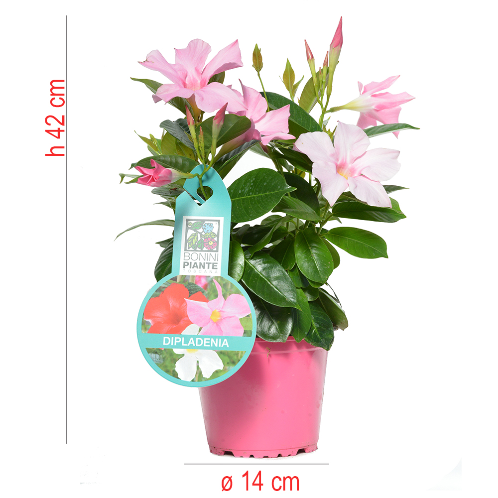 product01
