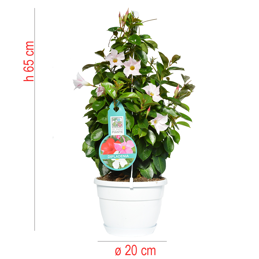 product01
