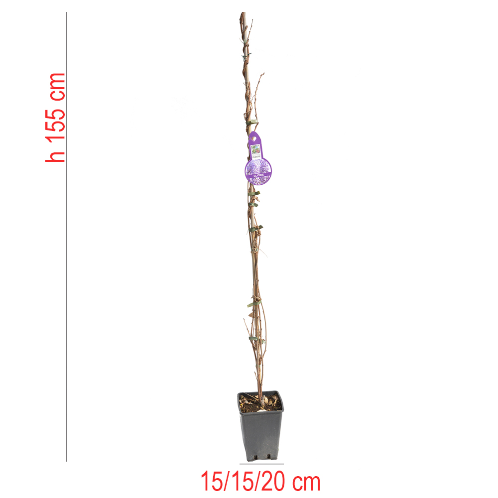 product01