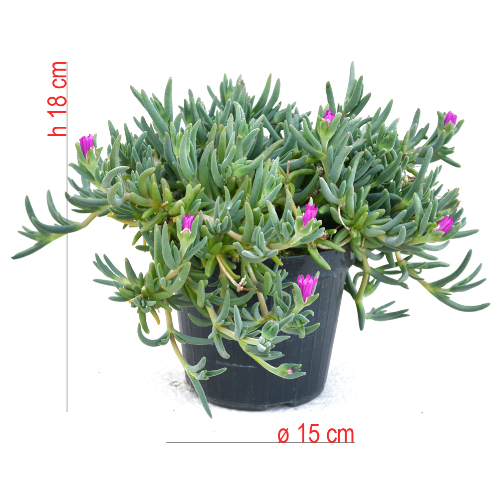 product01