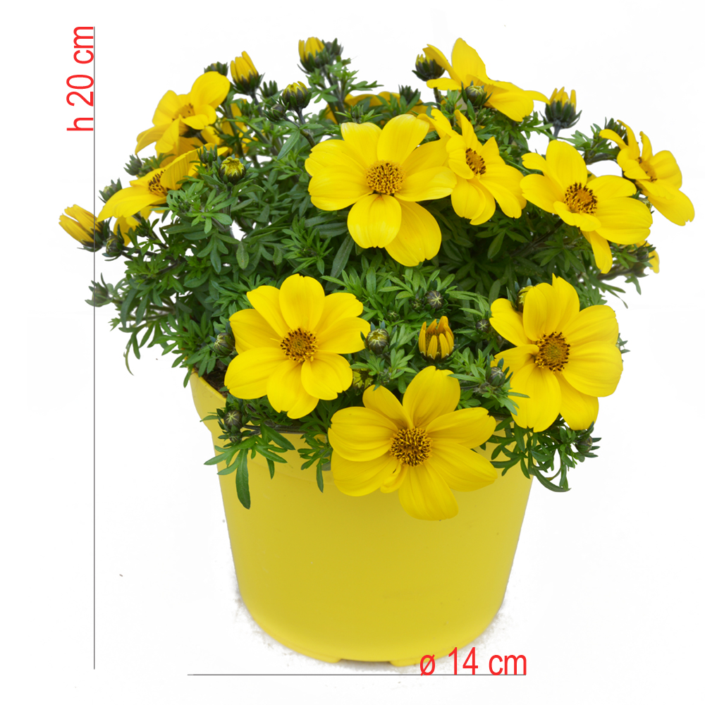 product01