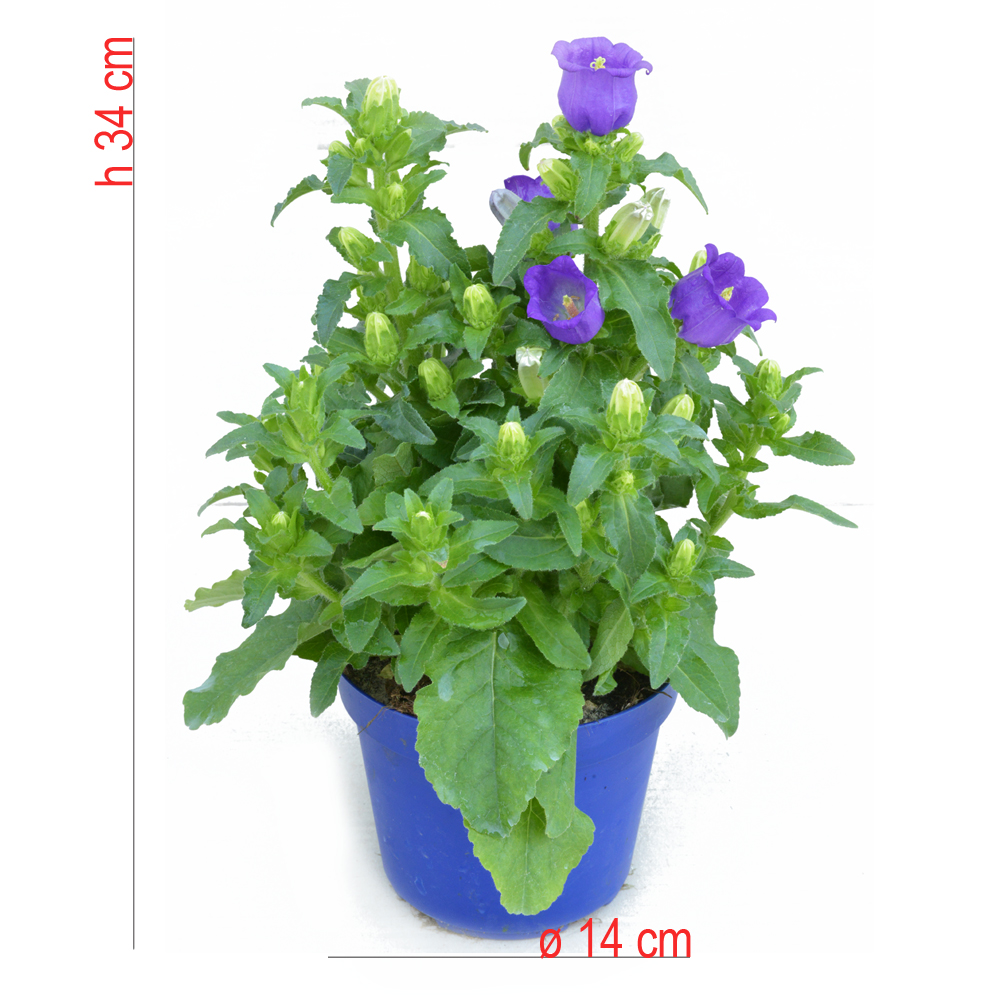 product01