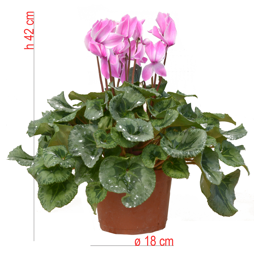 product01