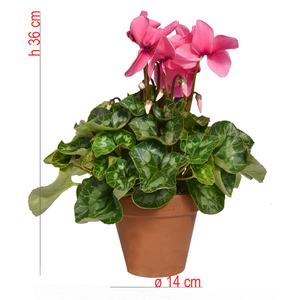 product01