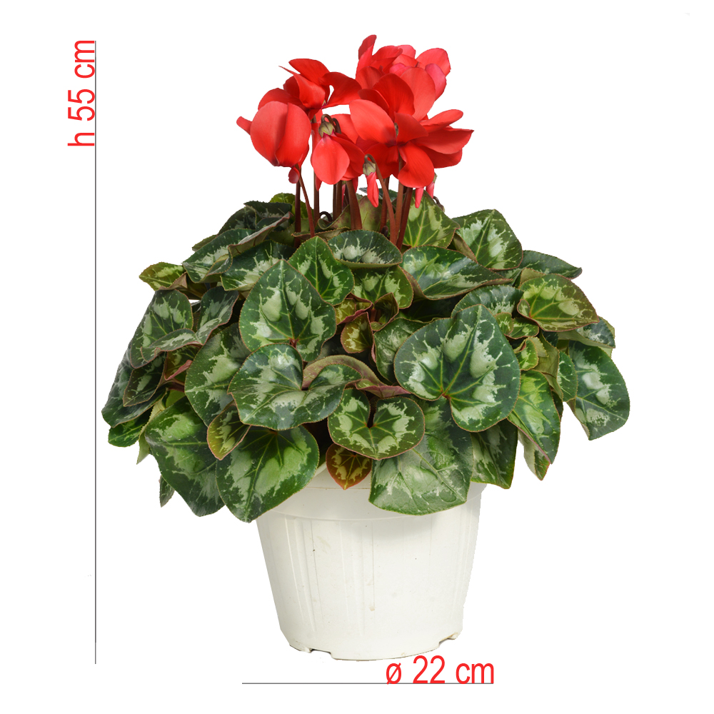 product01