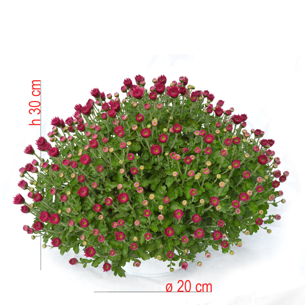product01