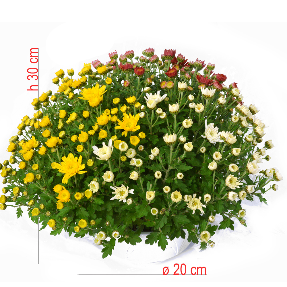 product01