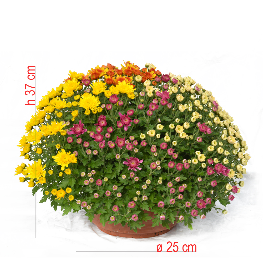 product01