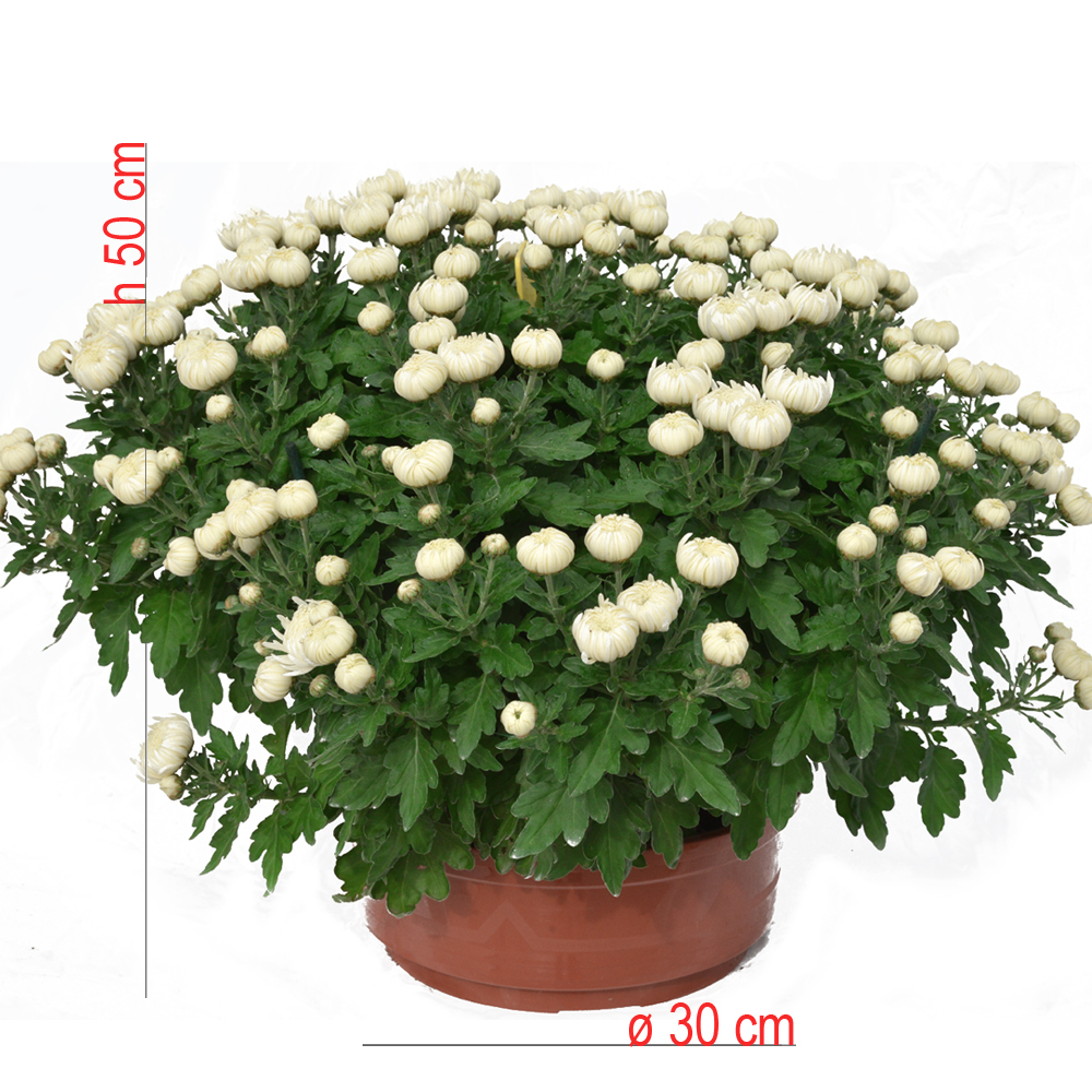 product01