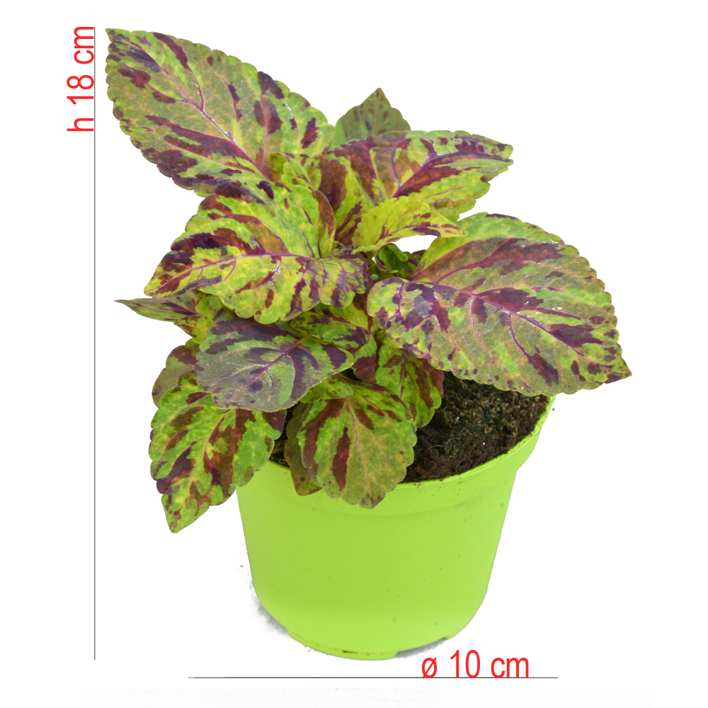 product01