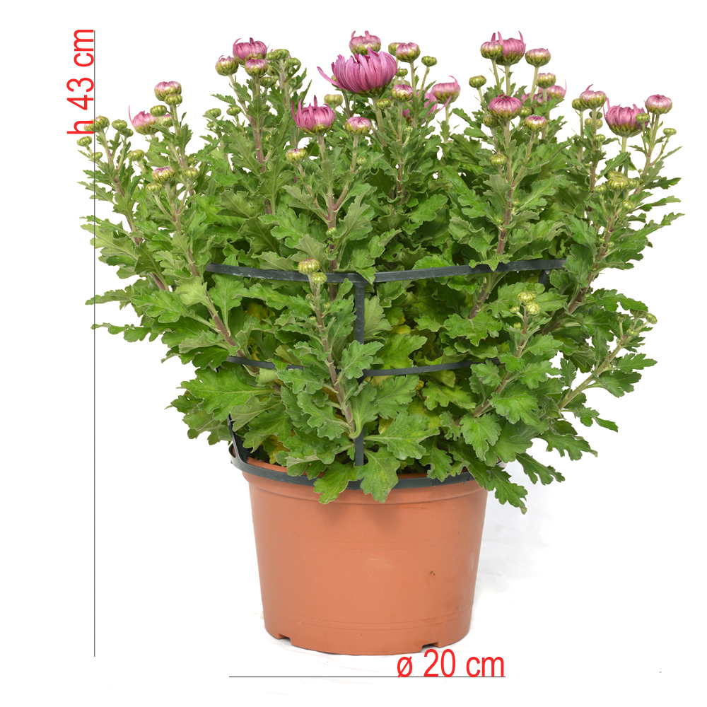 product01