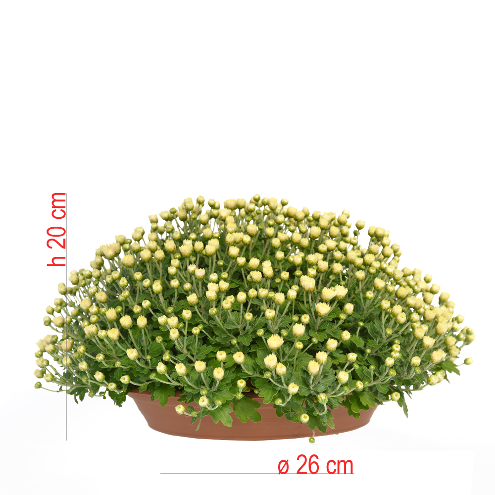 product01