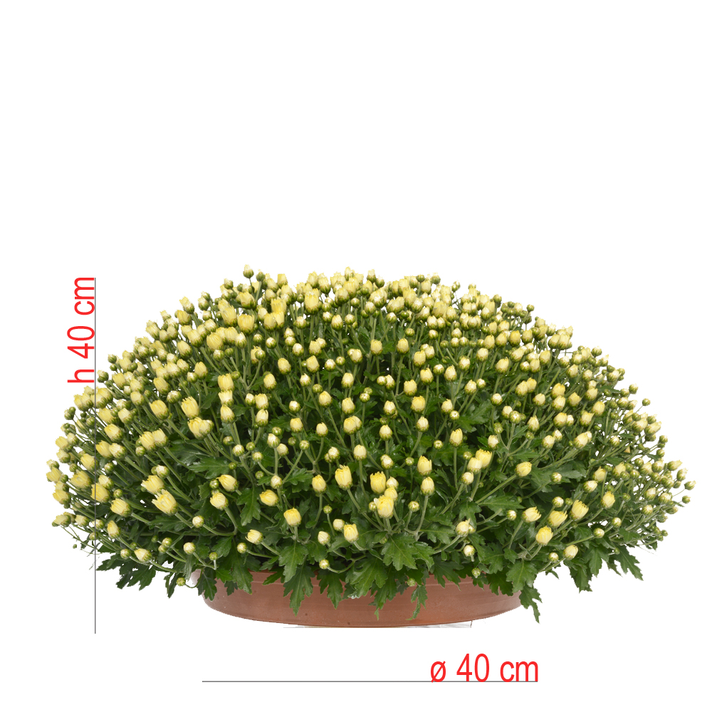 product01