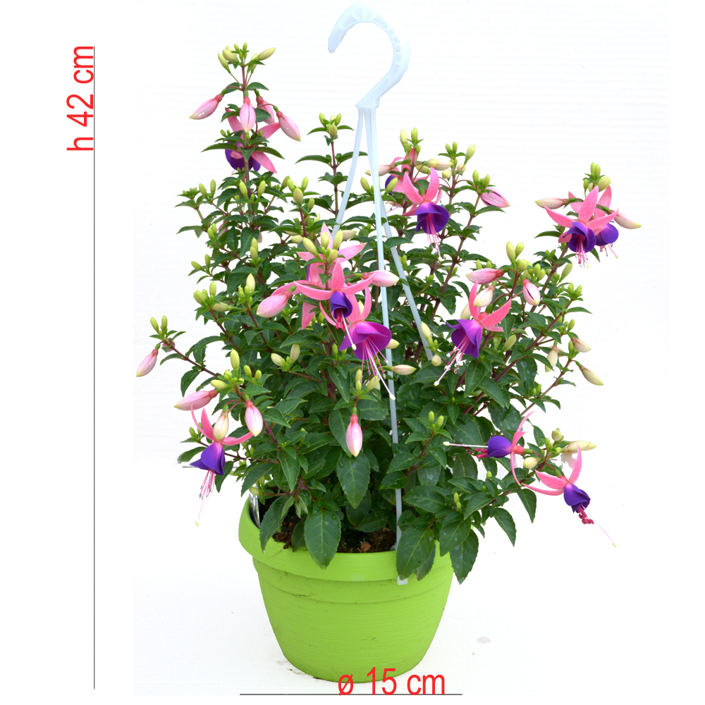 product01