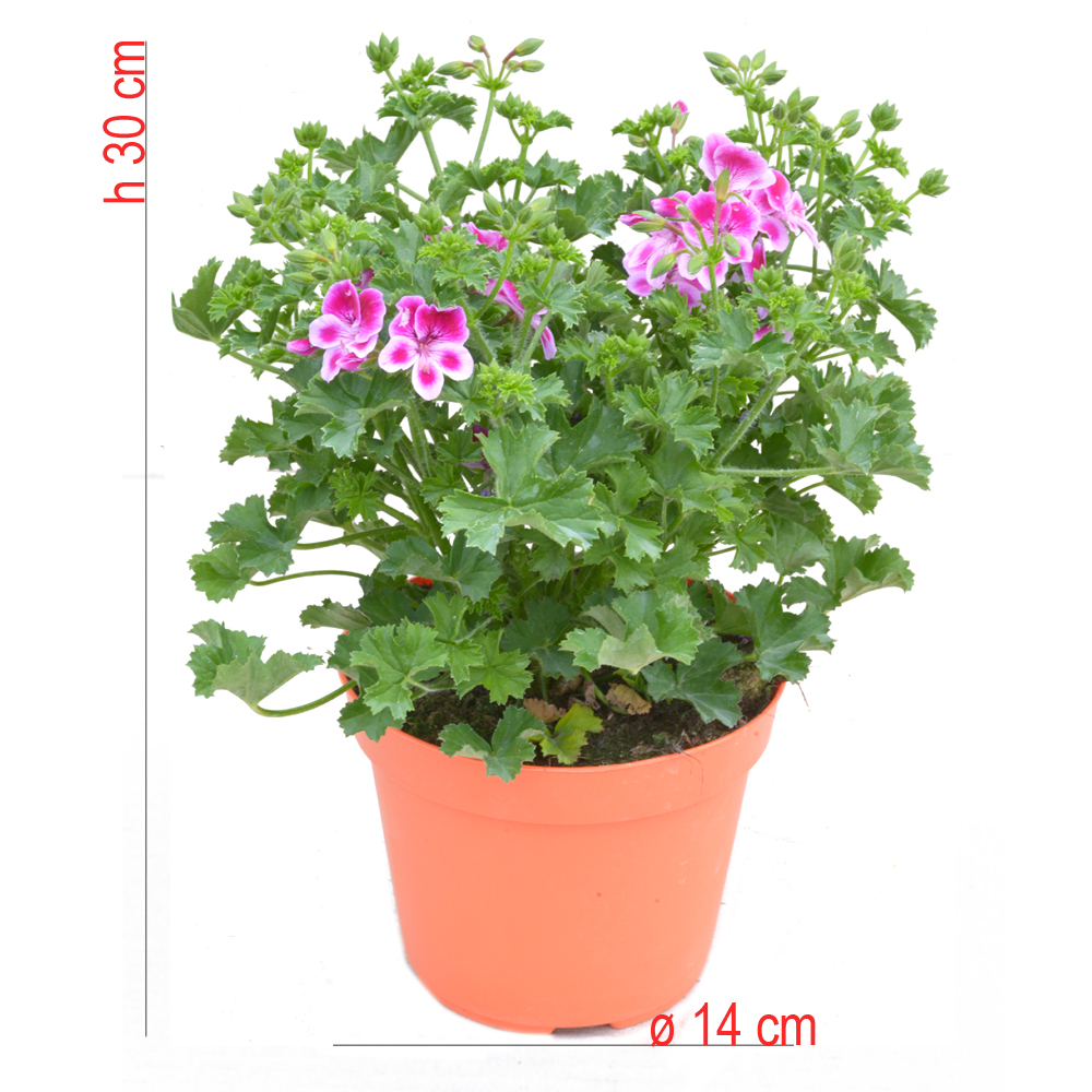 product01