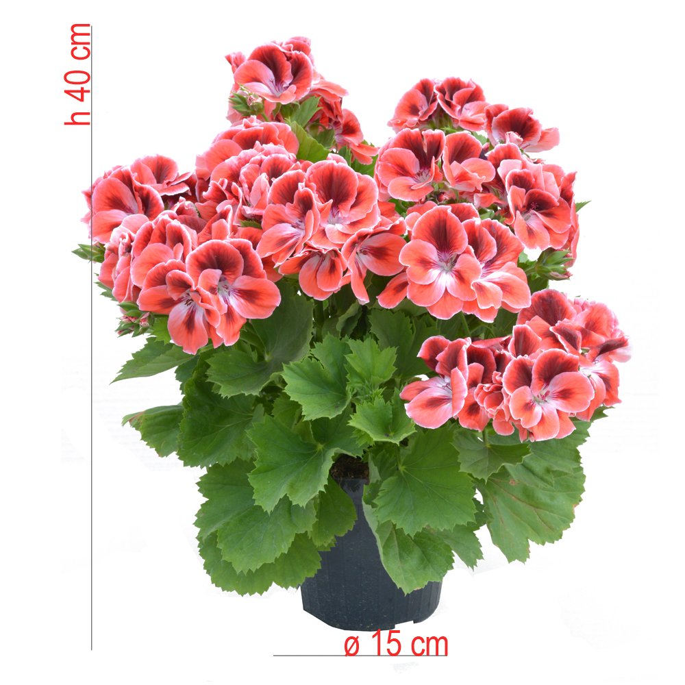 product01