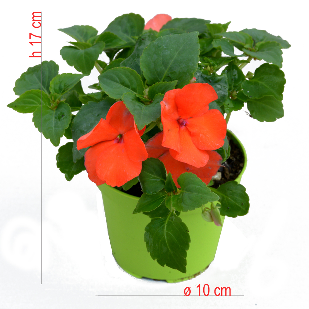 product01