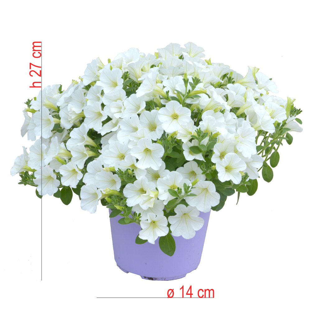 product01