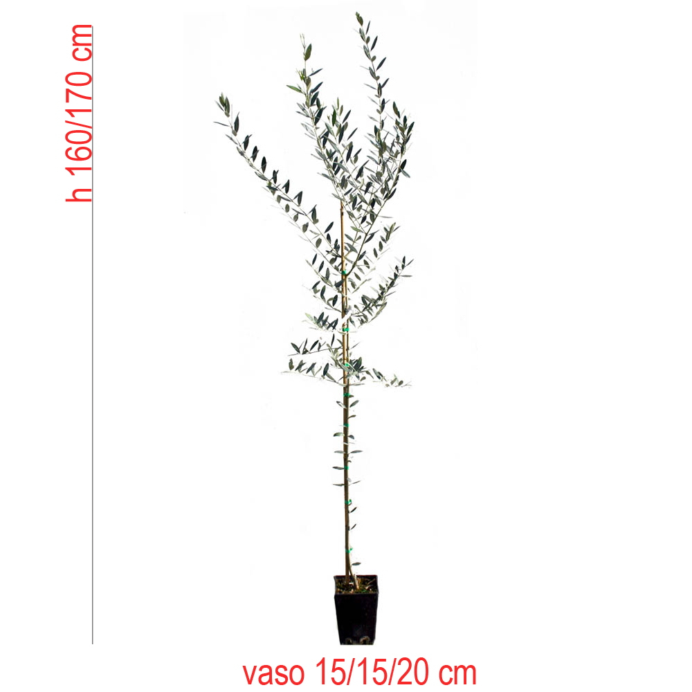 product01