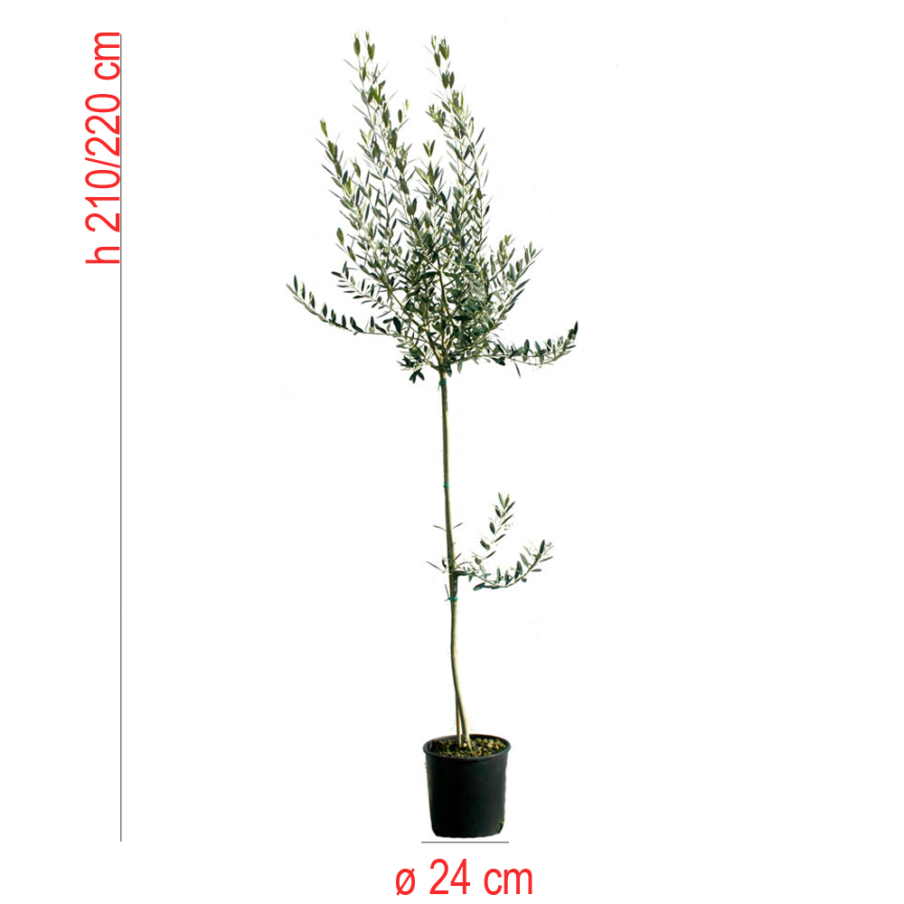 product01