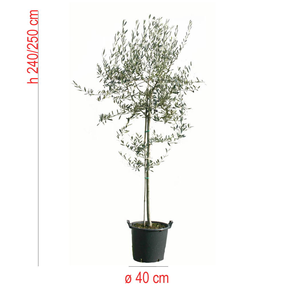 product01