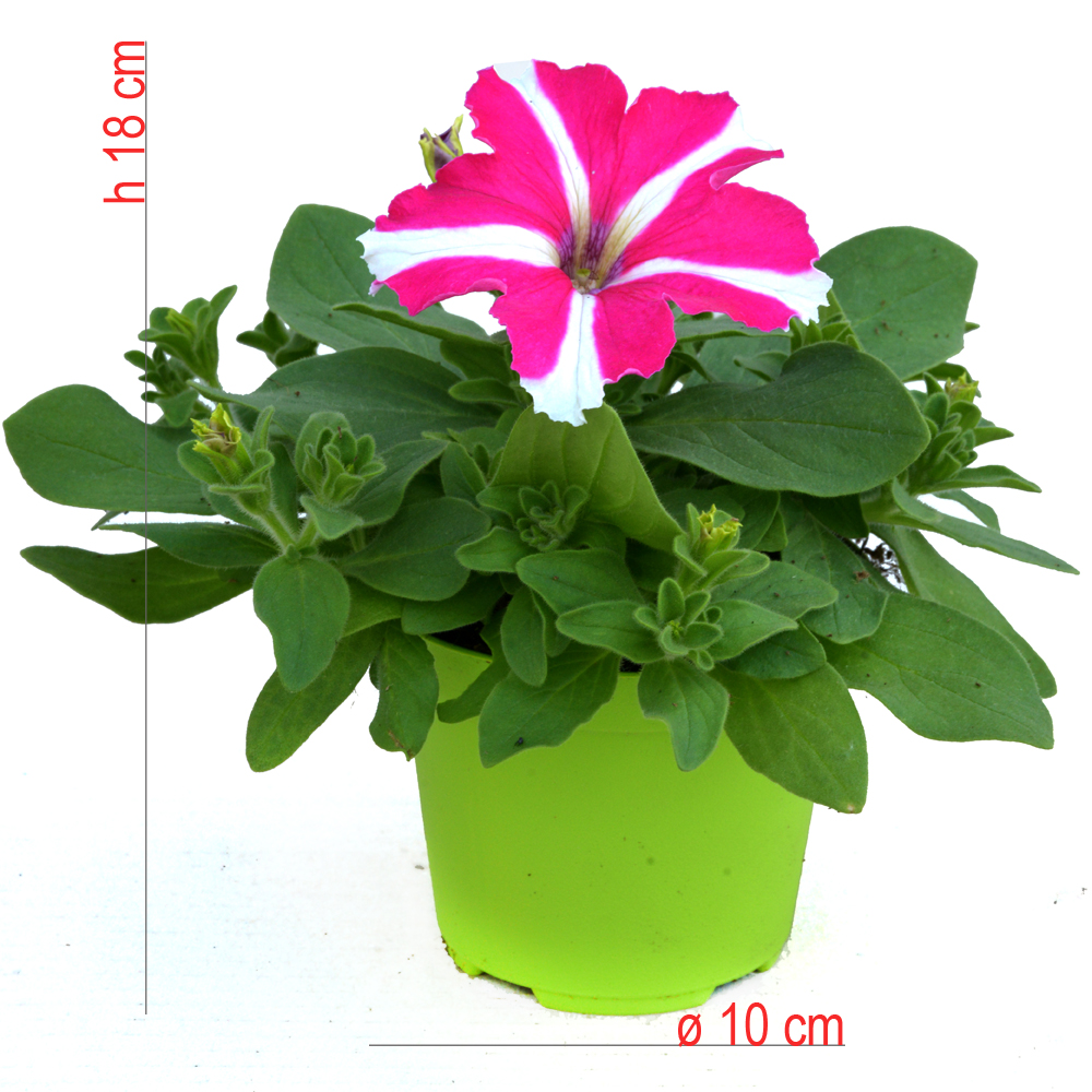 product01