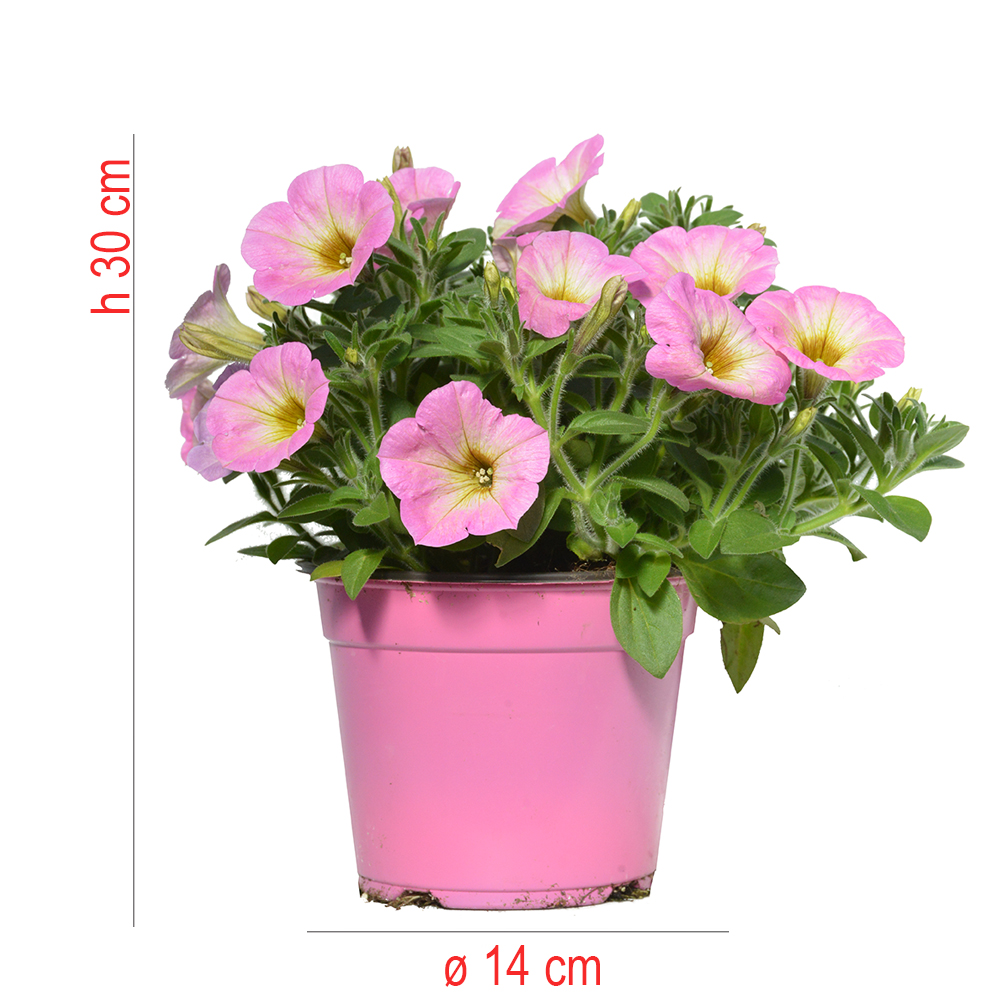 product01