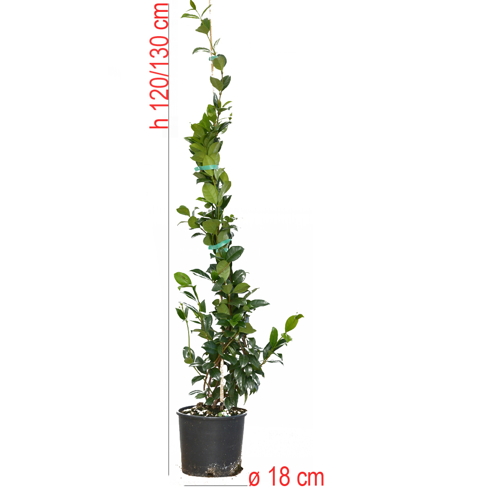 product01