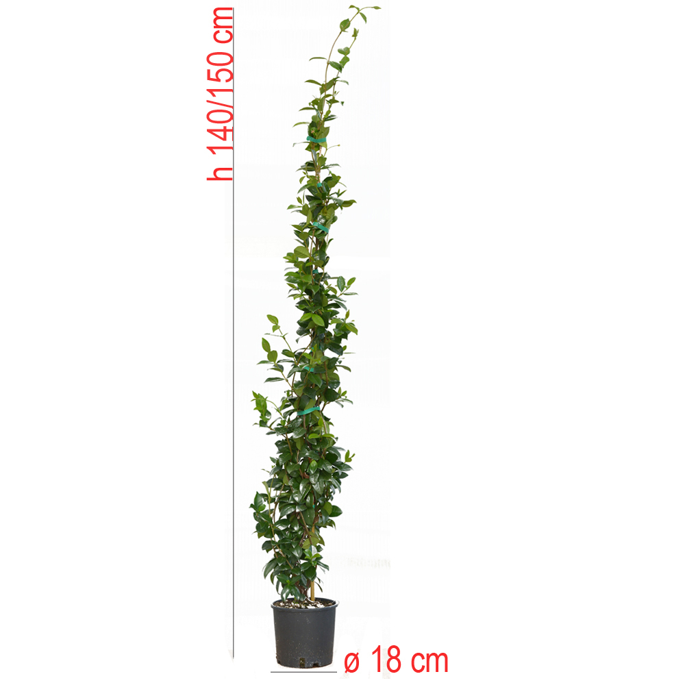 product01