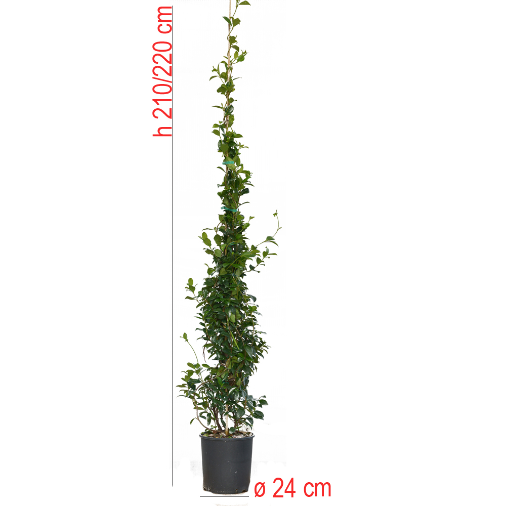 product01
