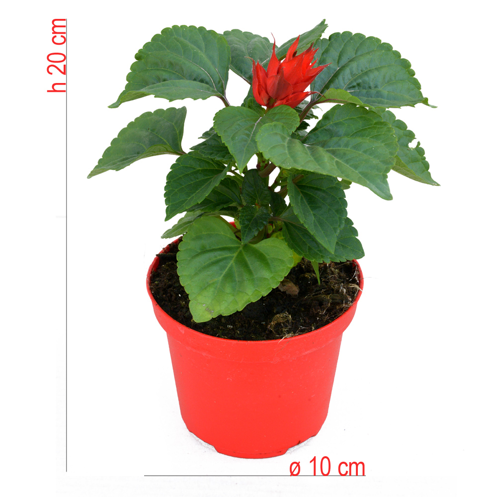 product01
