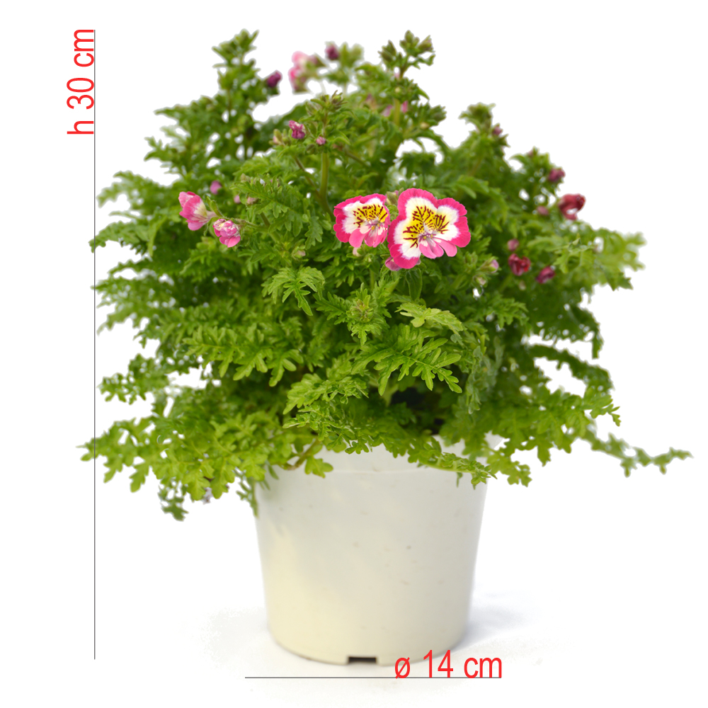 product01
