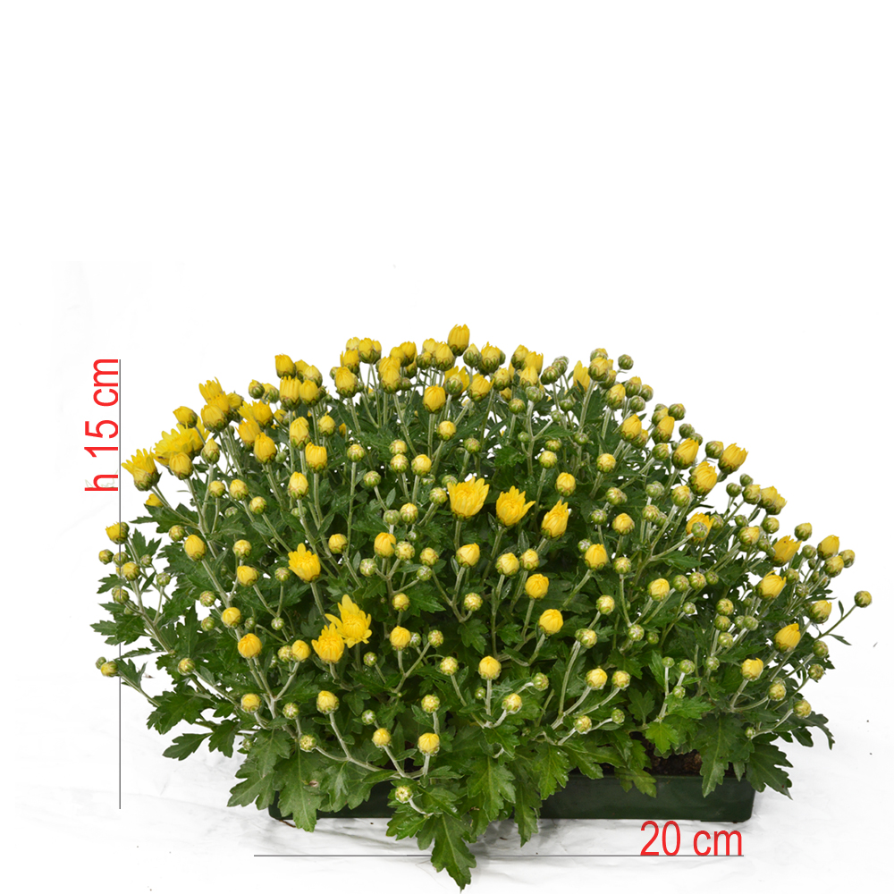 product01