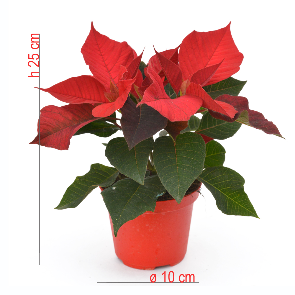 product01