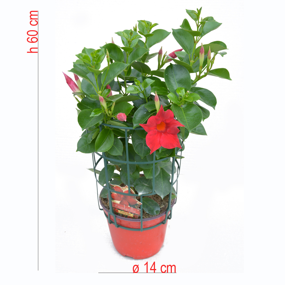 product01