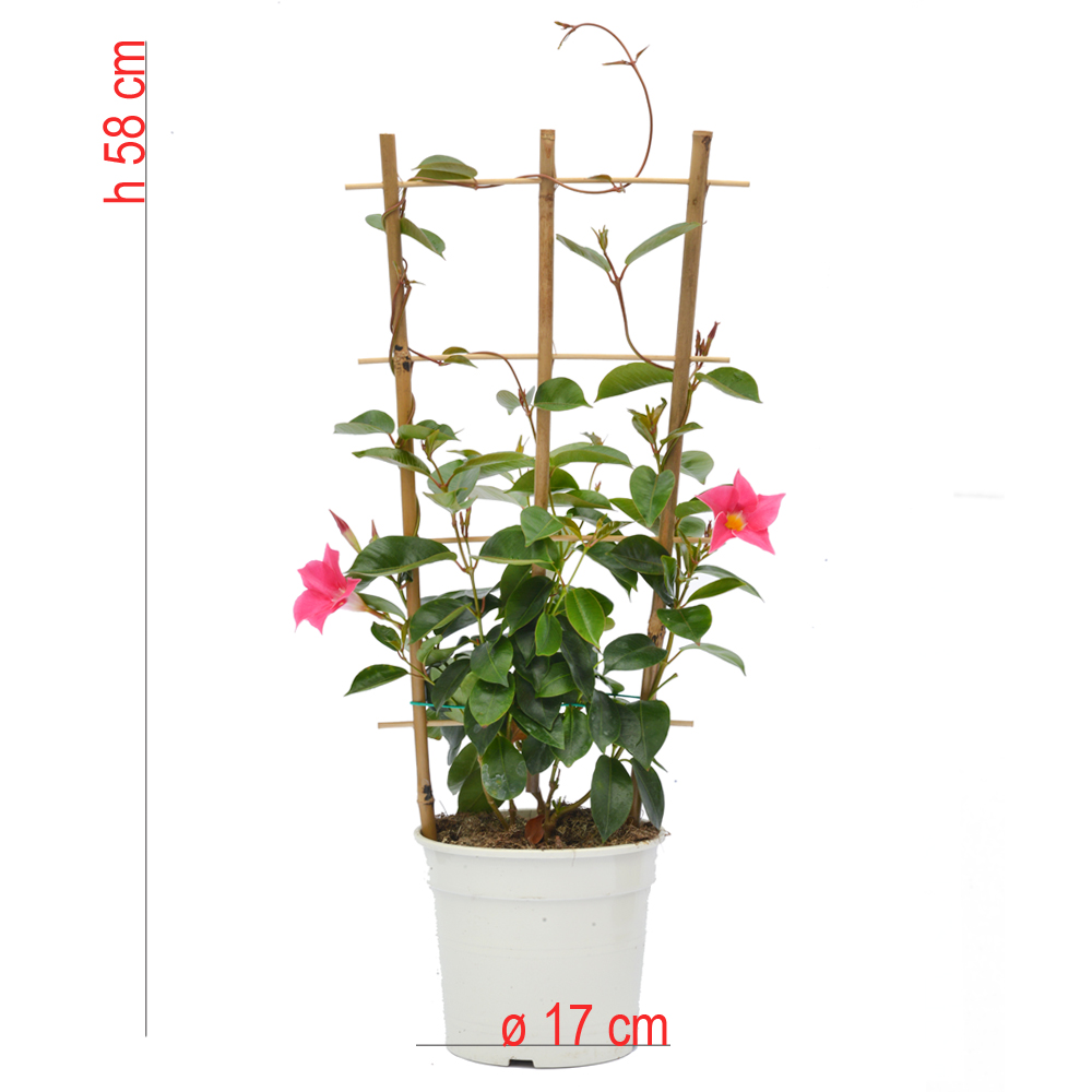 product01