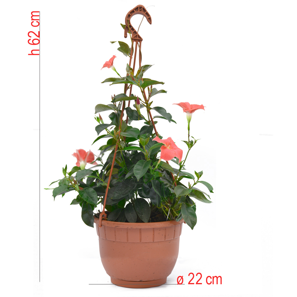 product01