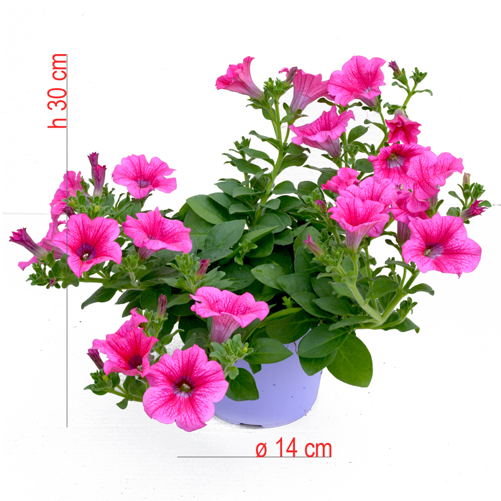 product01