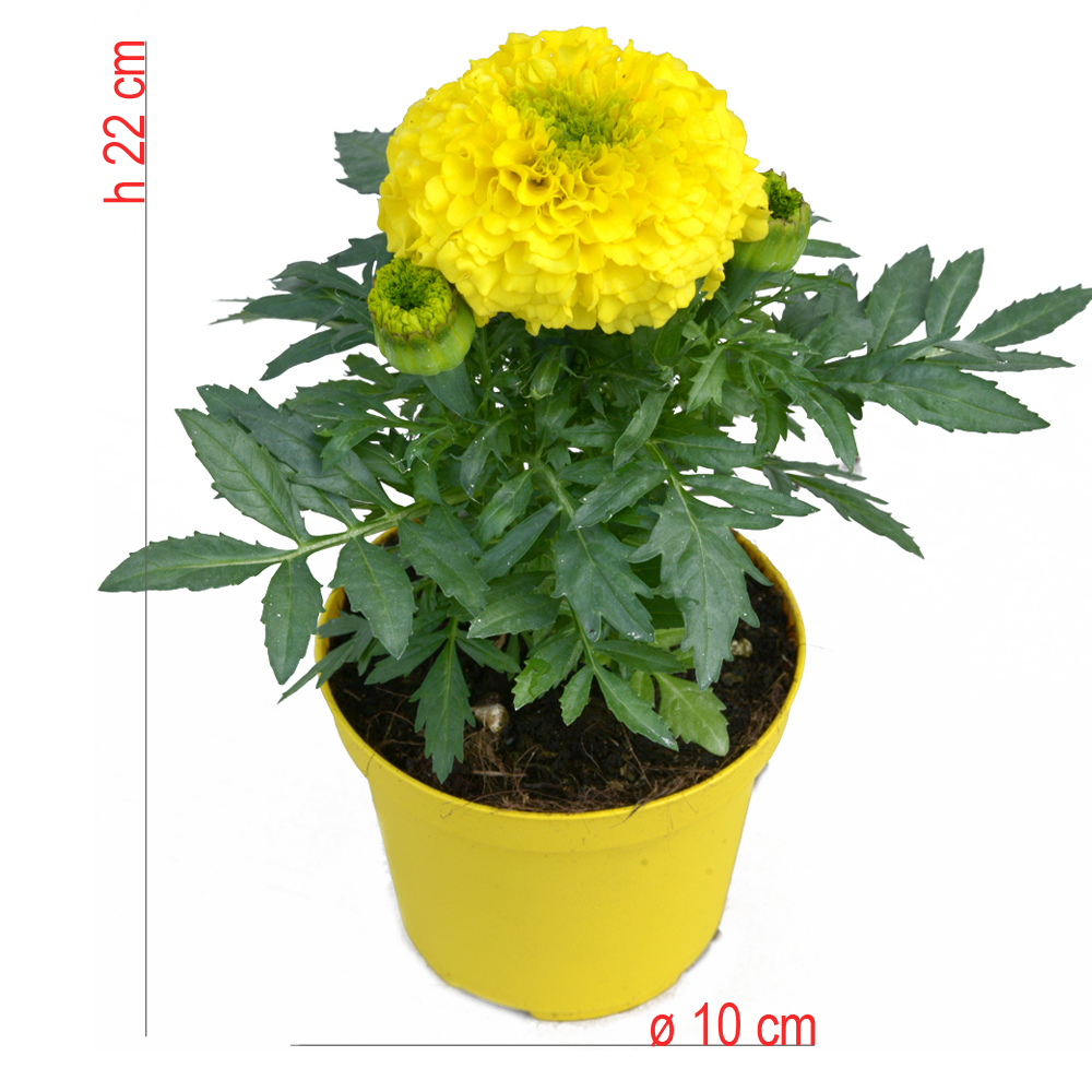 product01