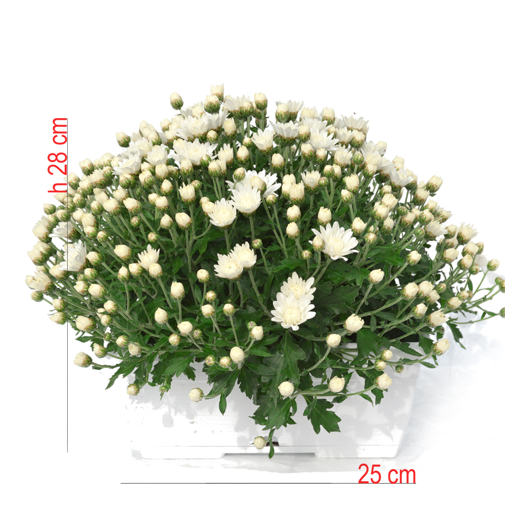 product01