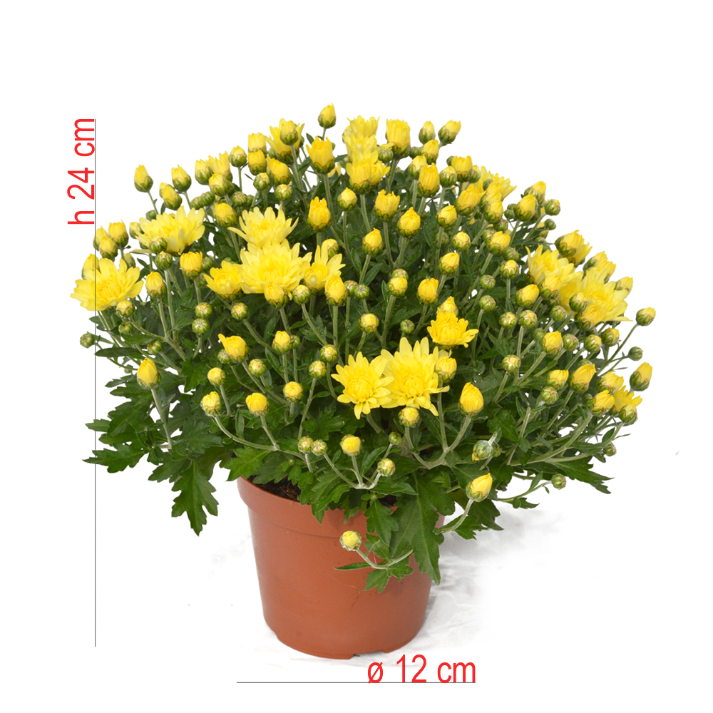 product01