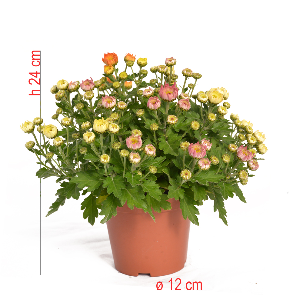 product01