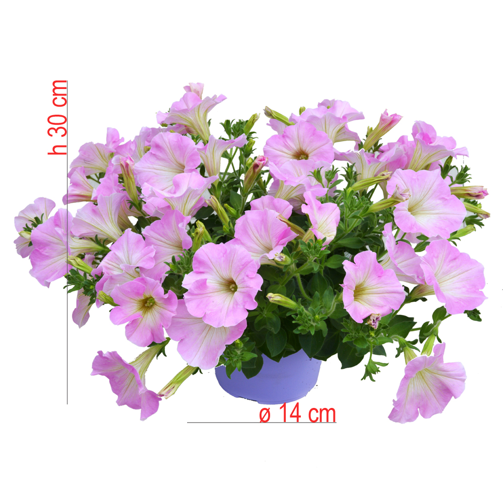 product01