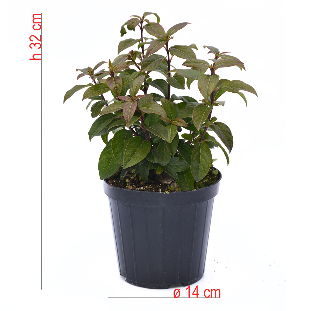 product01